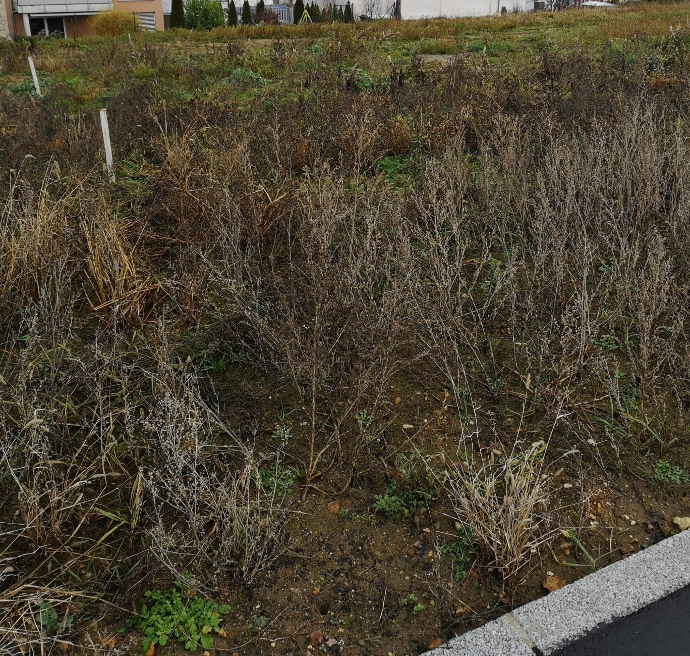 Trockenes Unkrautfeld am Straßenrand, braune Erde, verwilderte Stauden, Gebäude im Hintergrund