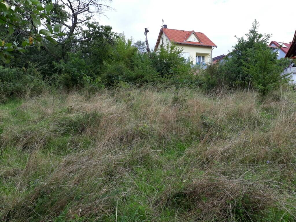Überwachsene Grasfläche mit Sträuchern; dahinter ein Haus mit rotem Ziegeldach.
