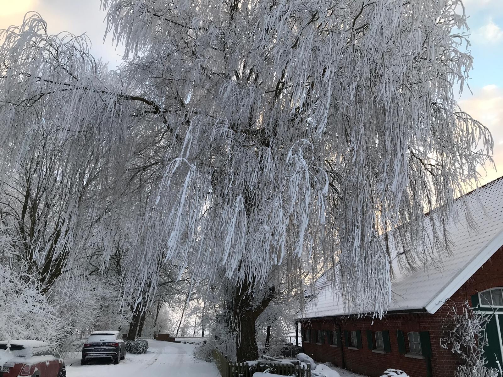 Großer Baum mit eisbedeckten Zweigen, verschneite Straße, rotes Backsteinhaus im Hintergrund.
