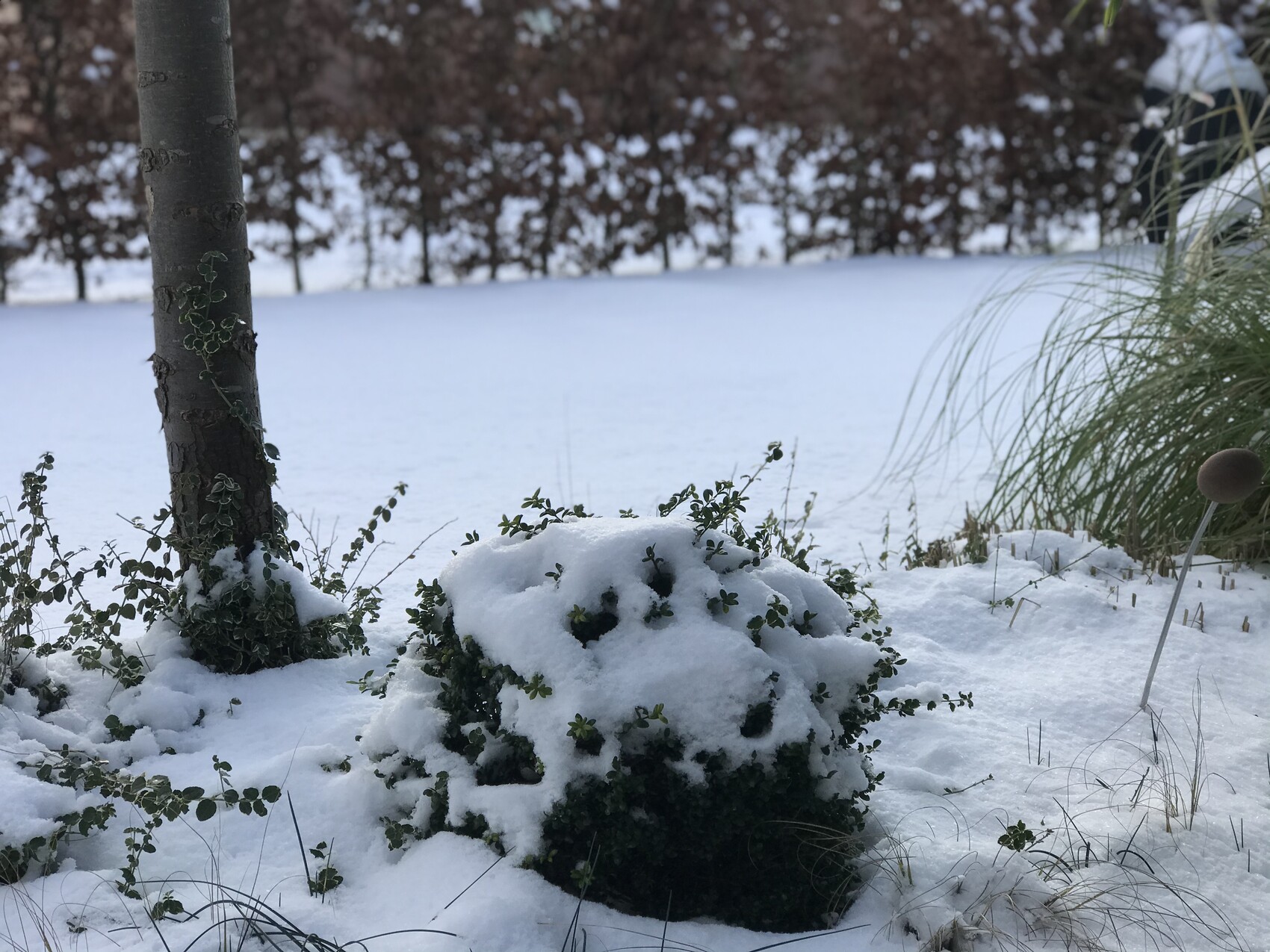 Verschneiter Garten mit kleinem Busch, Schnee bedeckt, Grasbüschel rechts und Baumstamm links.