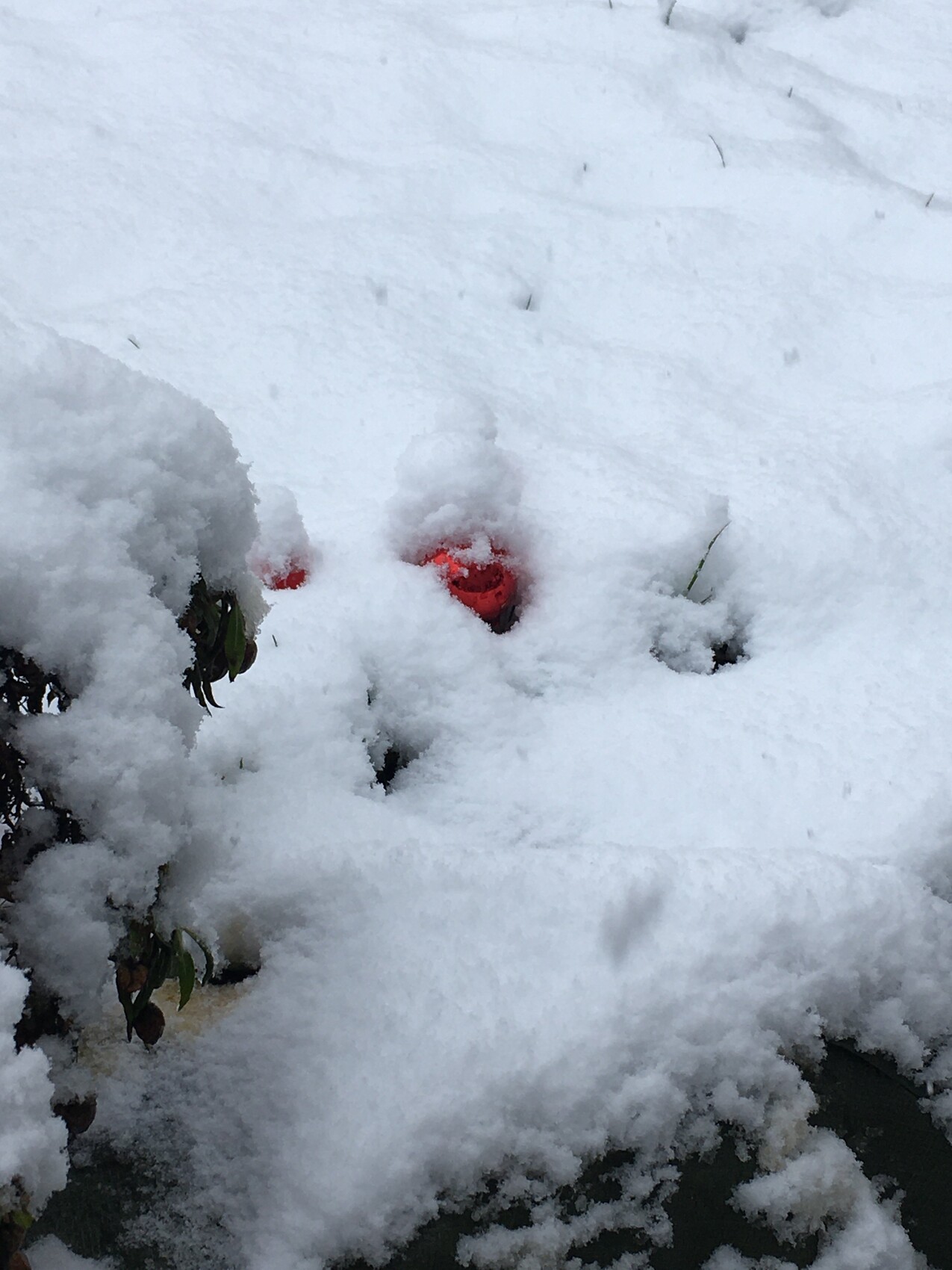 Rote Beeren teilweise von Schnee bedeckt, daneben grüne Blätter sichtbar.