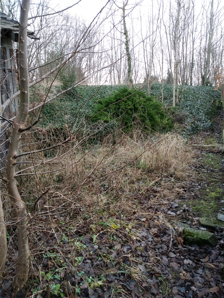 Gartenbereich mit kahler Bepflanzung, Laub auf dem Boden und vermoostem Zaun im Hintergrund