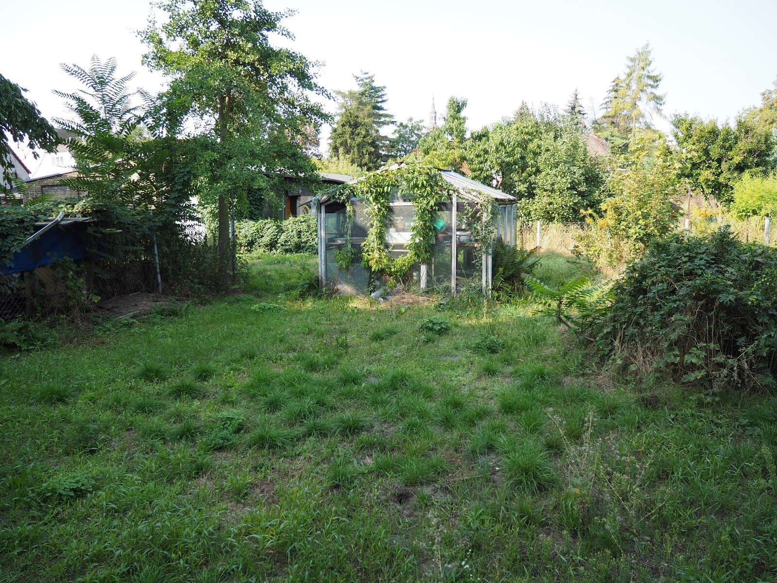 Garten mit verglastem Gewächshaus, von Bäumen umgeben, Gras und Unkraut im Vordergrund.