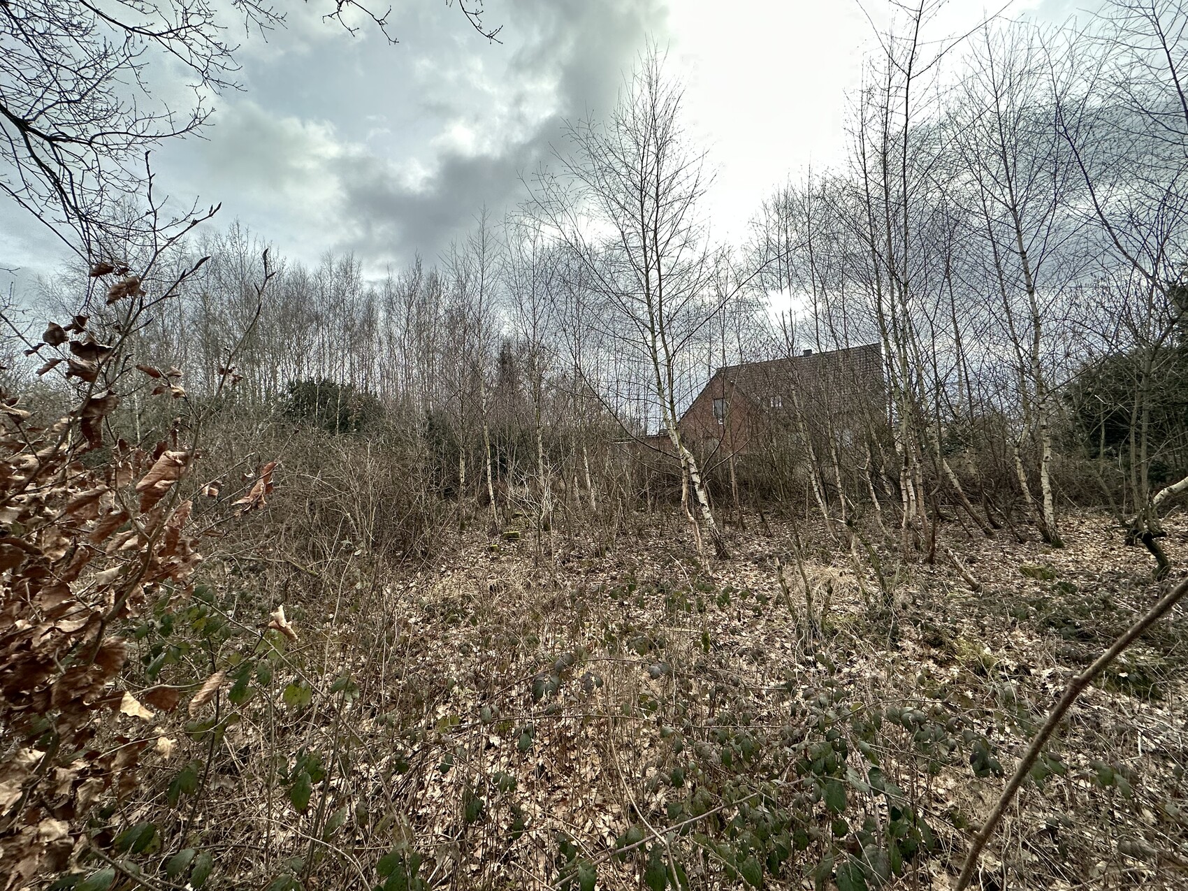 Winterwald mit kahlen Bäumen, trockenen Blättern am Boden, rotes Haus im Hintergrund.