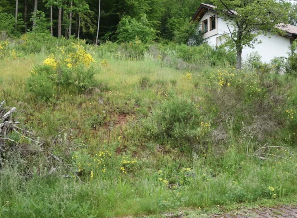 Grüne Böschung mit gelben Blumen und Wildpflanzen vor einem weißen Haus am Waldrand, Wald dahinter