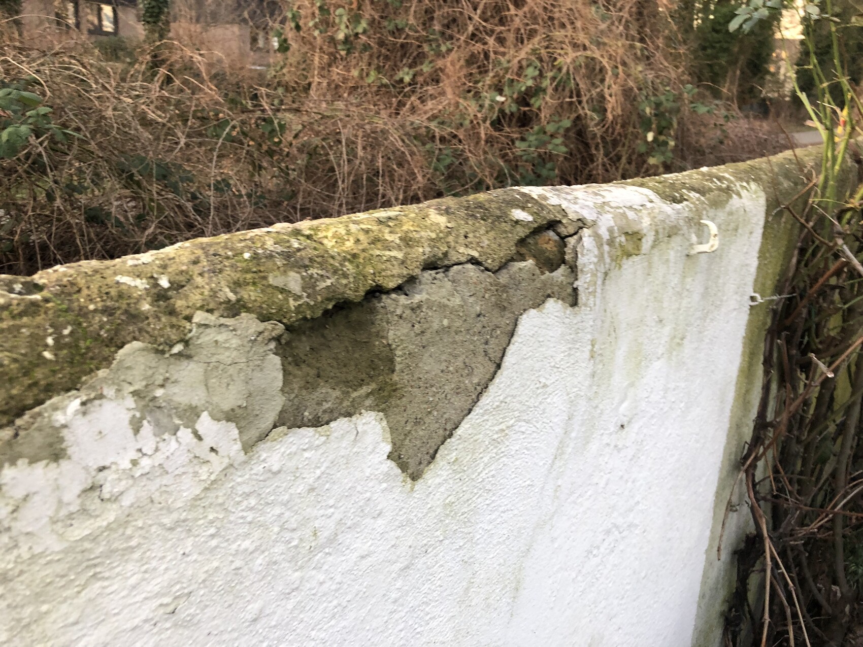 Verwitterte weiße Betonmauer mit abplatzendem Putz und Moos; dahinter Gestrüpp.