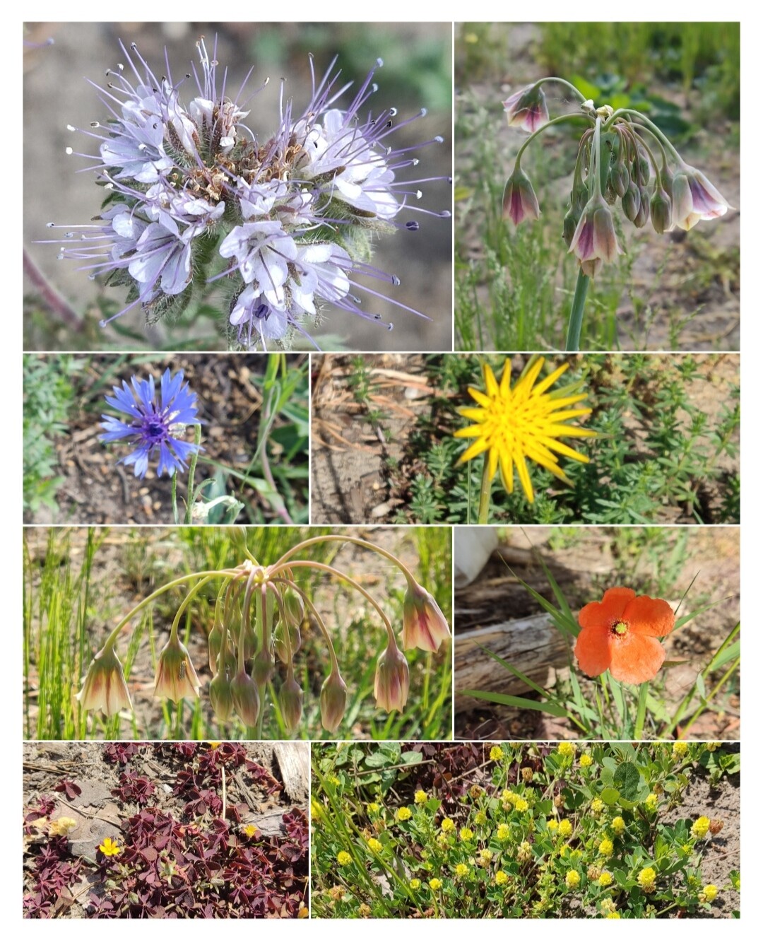 Blumen-Collage: Allium, hängende Glockenblumen, blaue Kornblume, gelbe Blüte, orange Mohn