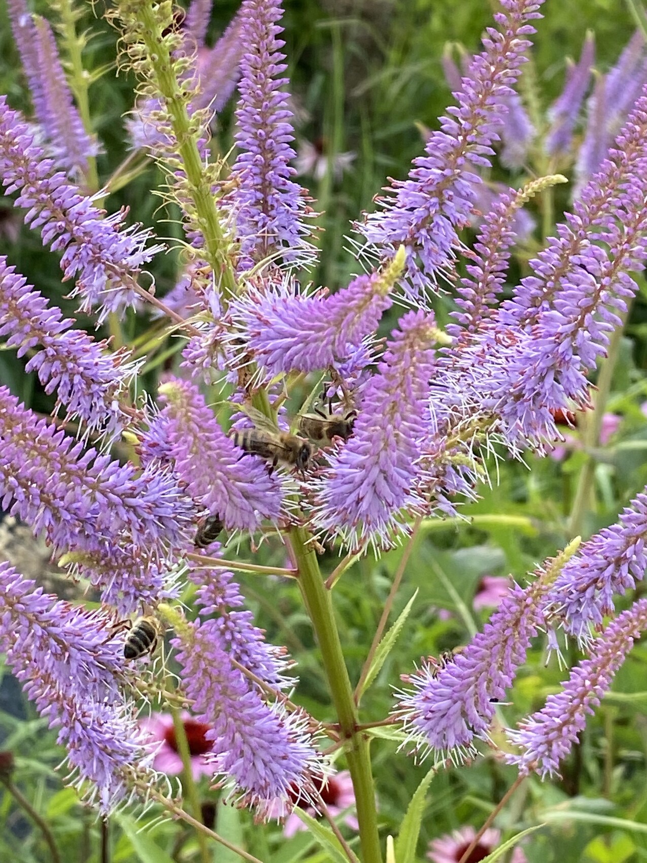 Violette Lavendelspitzen mit summenden Bienen im Beet.