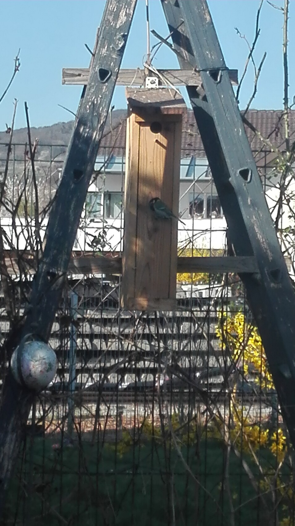 Kleiner blauer Vogel sitzt am Eingang eines hölzernen Vogelhauses, zwischen blauen Holzbalken.