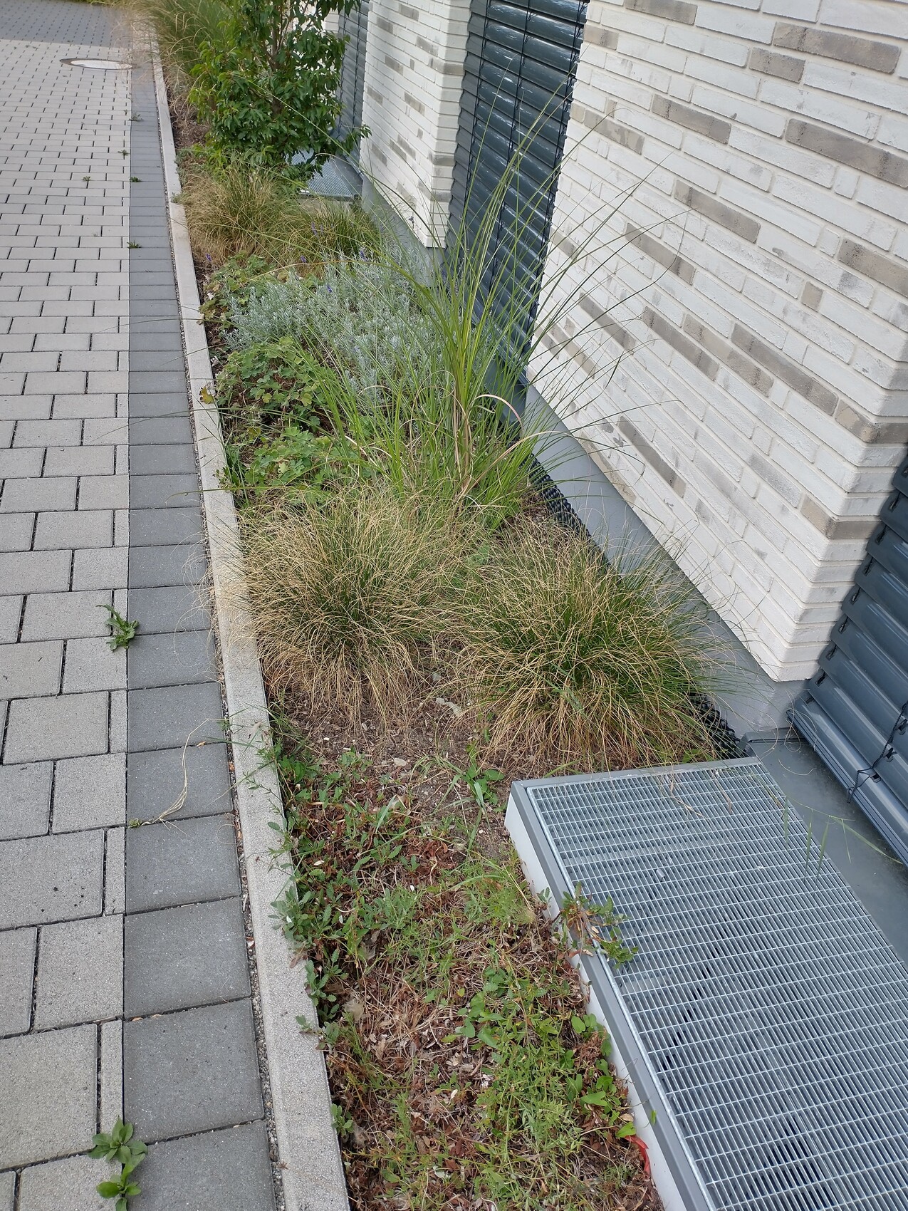 Bepflanzter Streifen neben Hausfassade mit Gräsern, Bodendecker, Lüftungsgitter.
