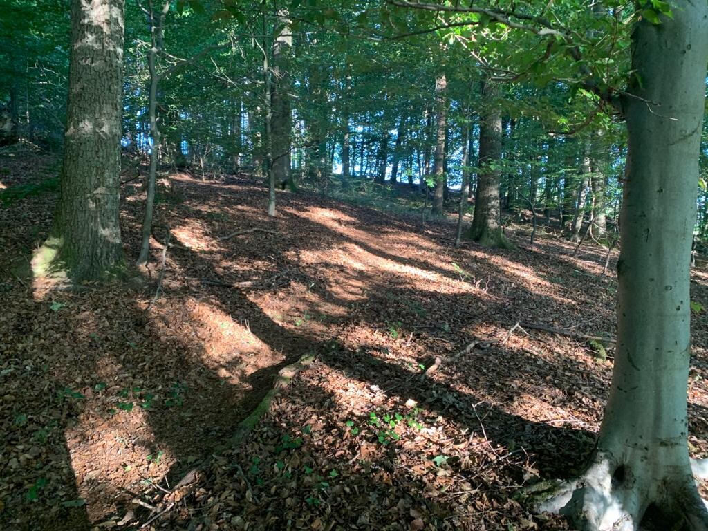 Wald mit Bäumen, Laub auf dem Boden, Sonnenstrahlen durch das Blätterdach.