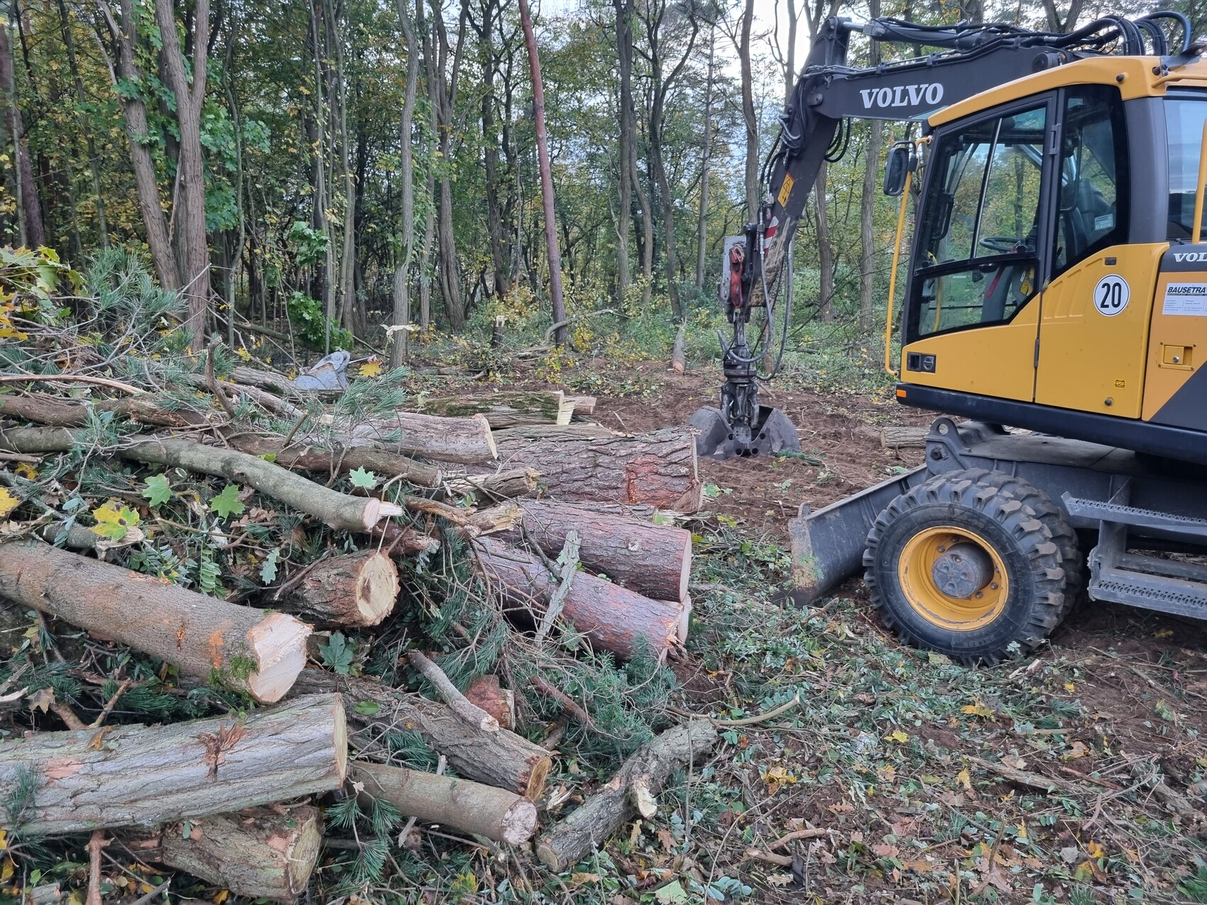 Gelber Volvo-Bagger mit Greifer im Wald neben gestapelten Baumstämmen.