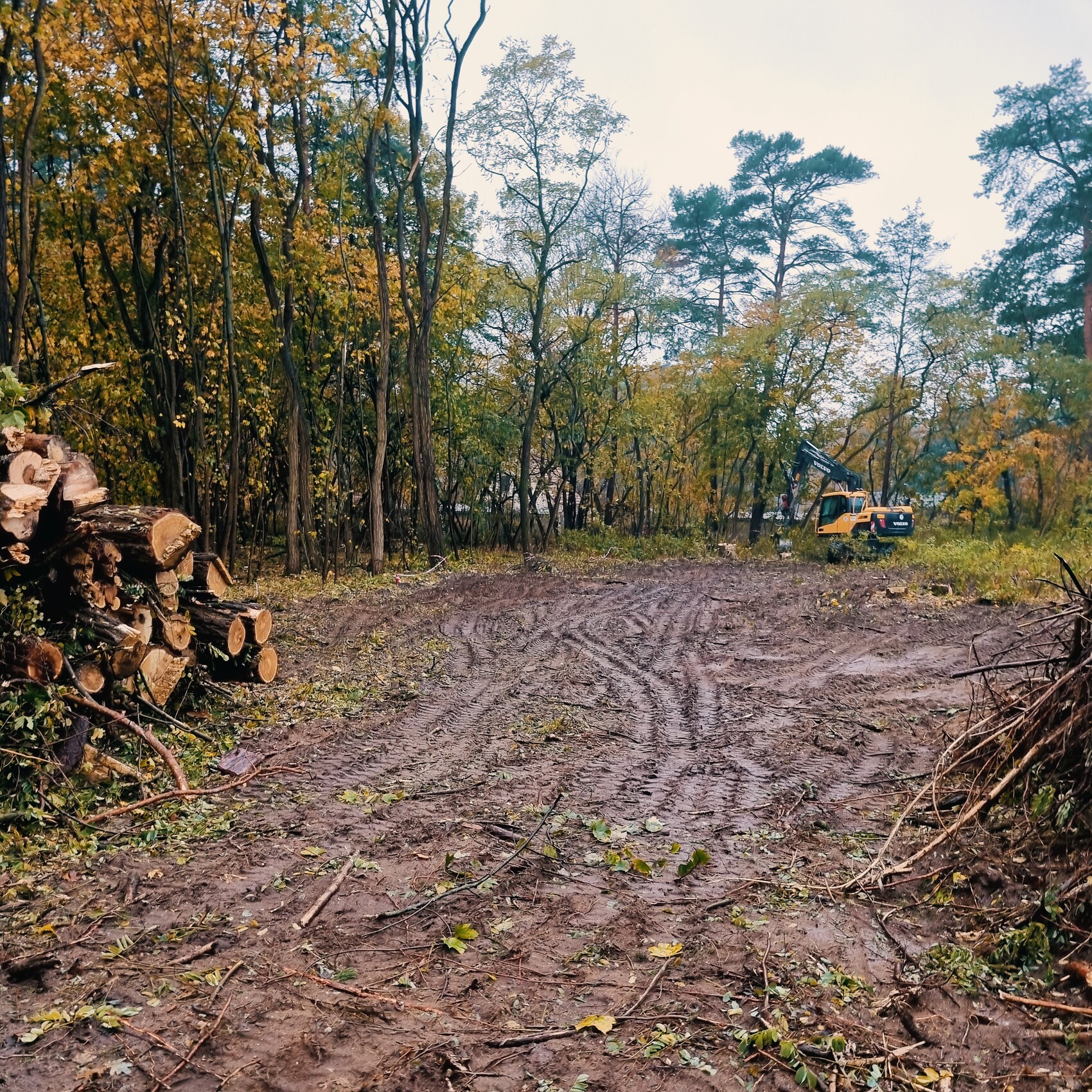 Schlammiger Waldweg; links gestapelte Brennholzstämme, rechts gelbes Baugerät (Bagger) im Herbstwald.