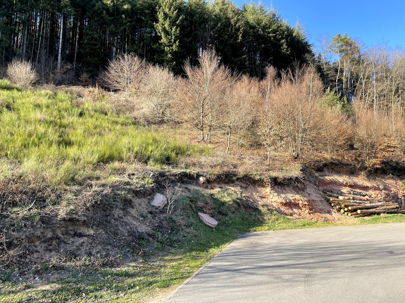 Hang mit Gras links, kahle Bäume in Mitte, Wald dahinter; rechts Holzstapel neben Straße