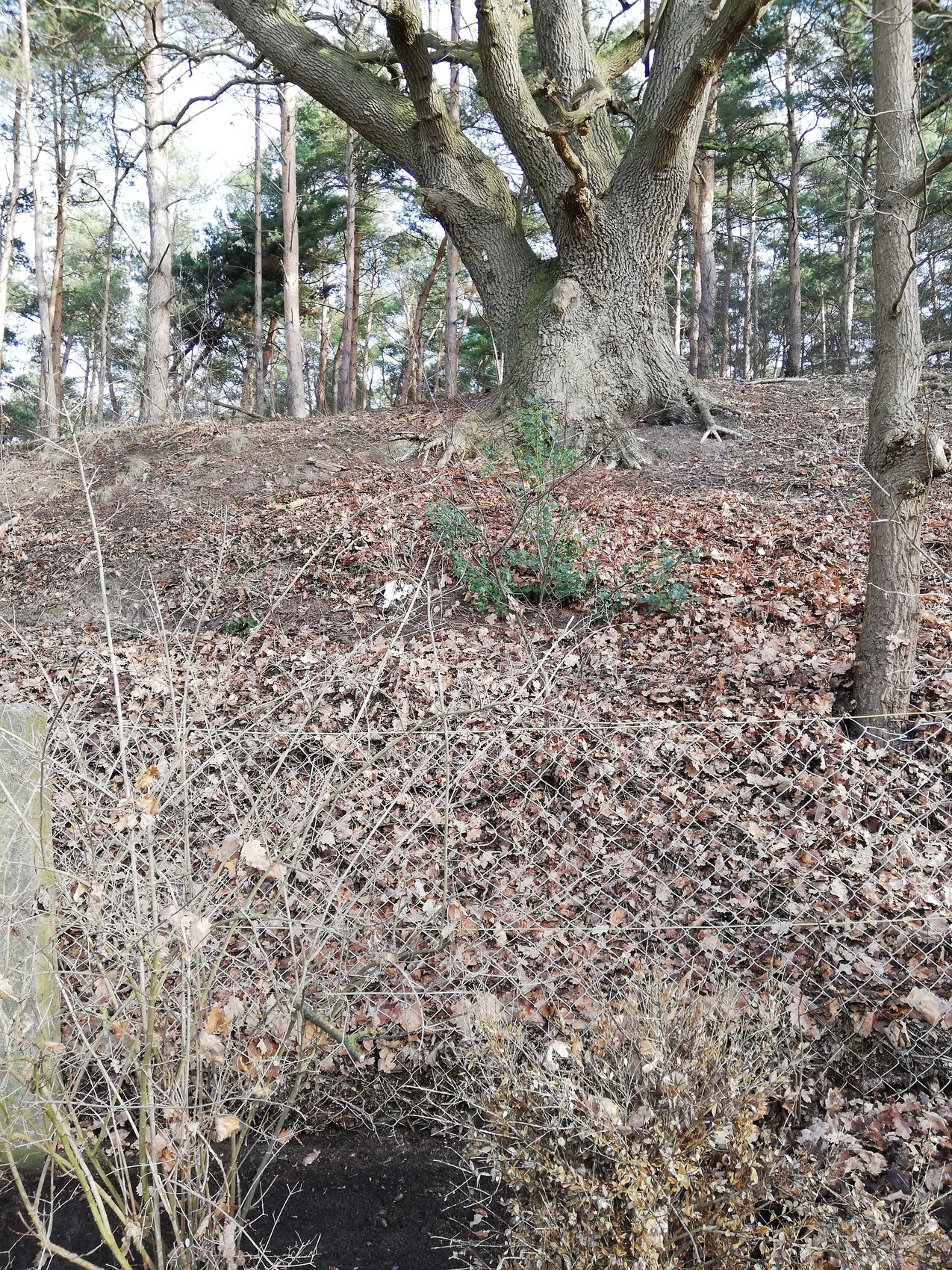 Großes Baummtrümmer? Wait. I wrote: "Große Baumstämme in Waldlandschaft mit Laub auf dem Boden und Drahtzaun im Vordergrund."