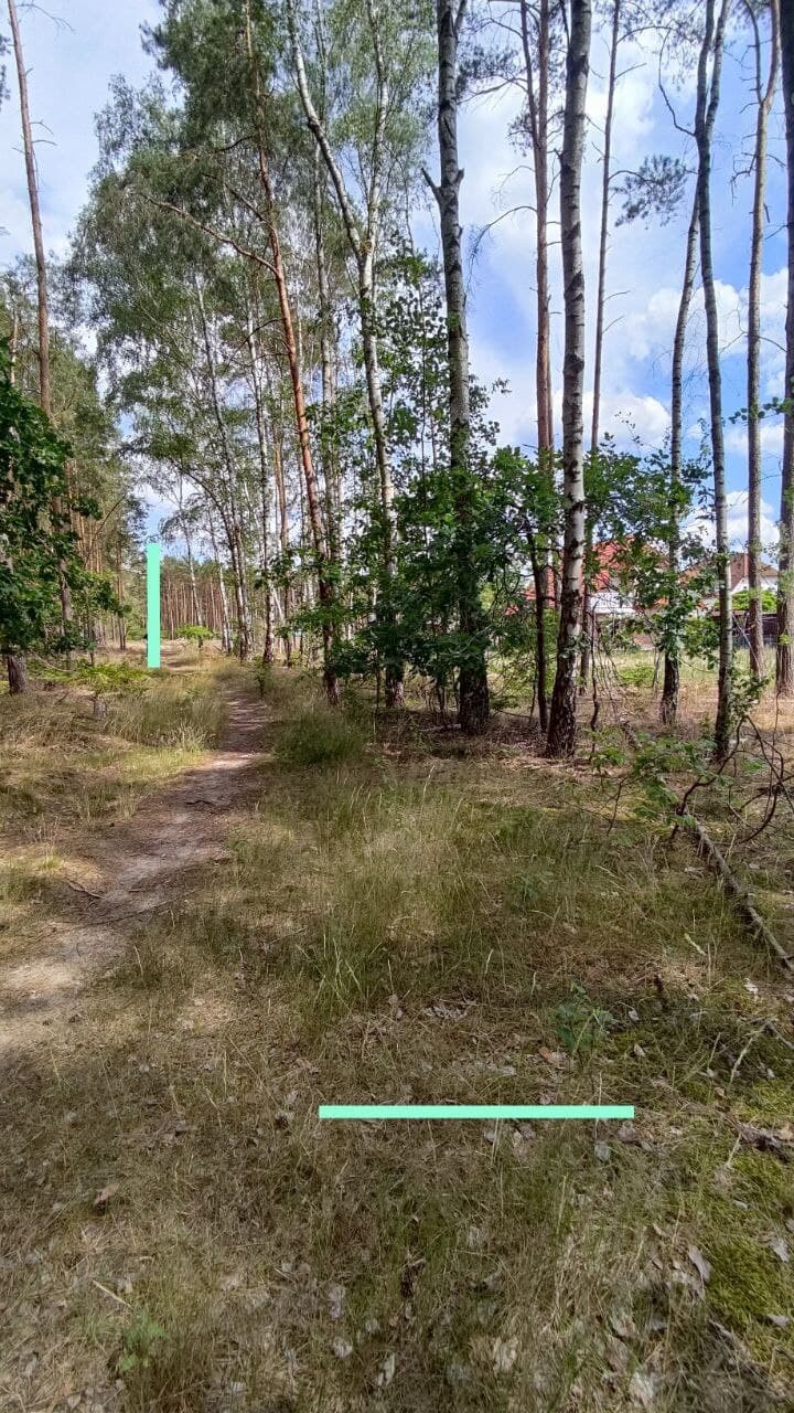 waldweg-im-wald-gruenes-landschaft-mit-baumreihen.jpg