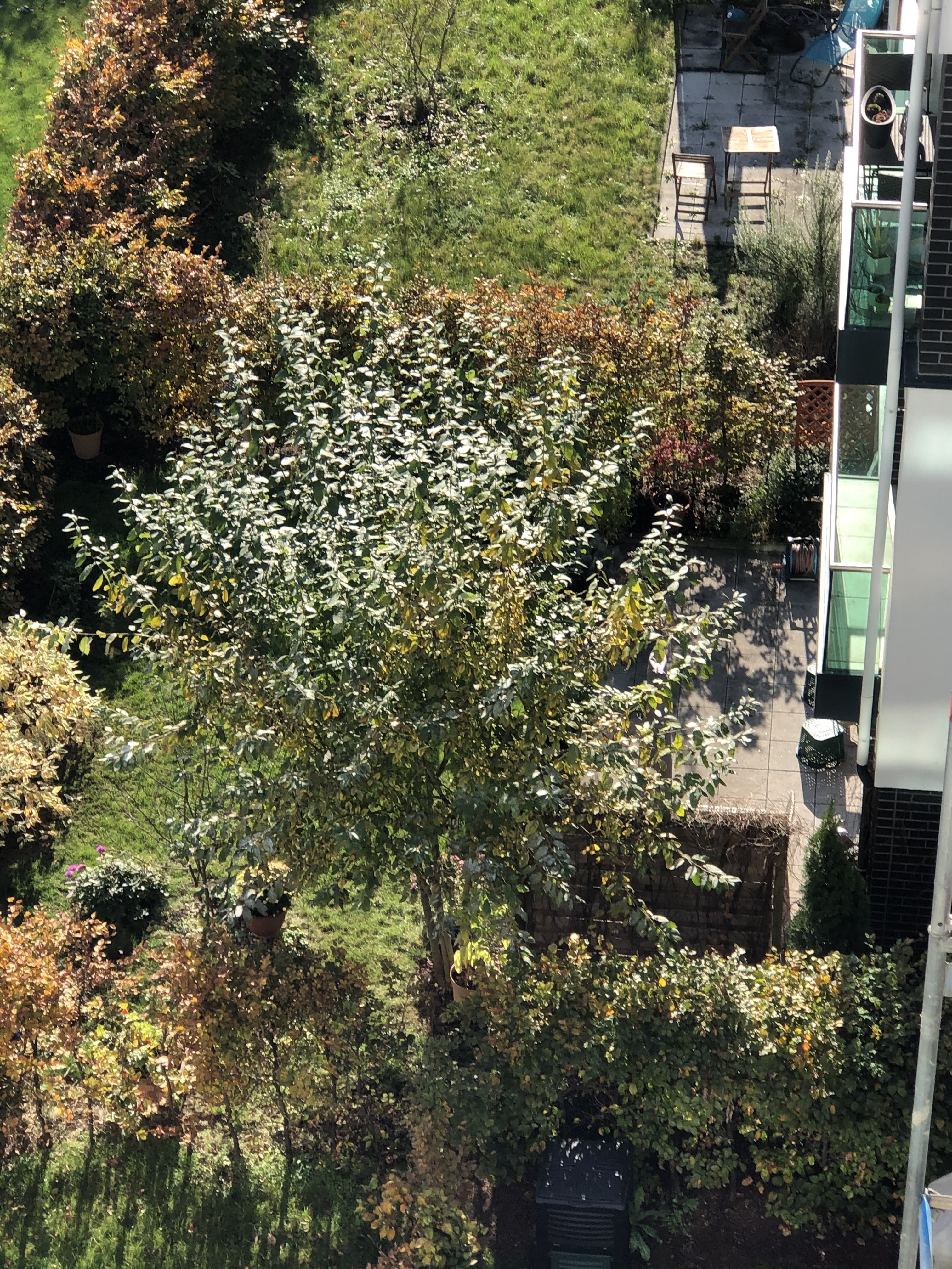 was-ist-das-fuer-ein-baum-strauch-356300-1.jpg