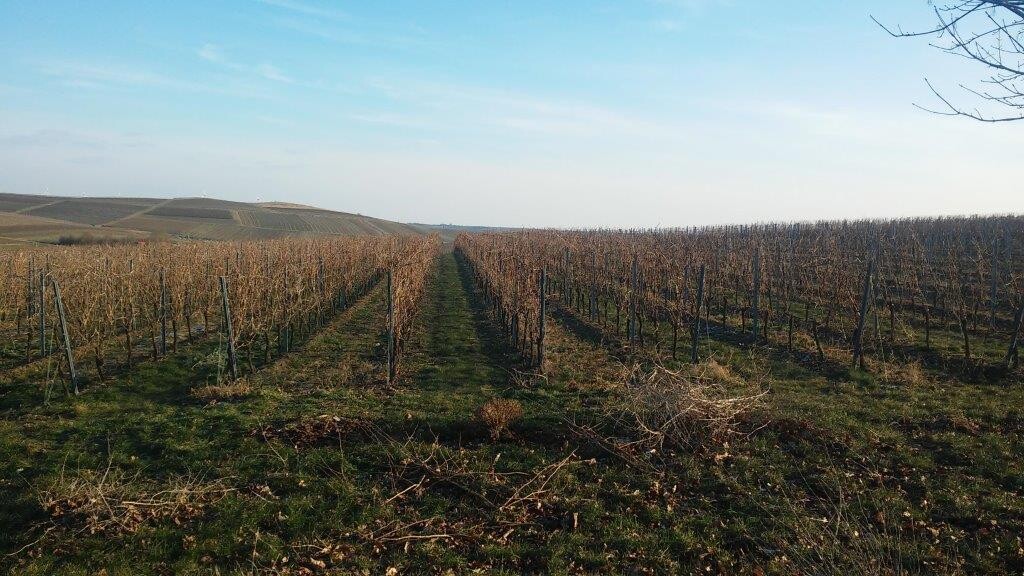Weinberge mit Rebenreihen in offener Feldlandschaft