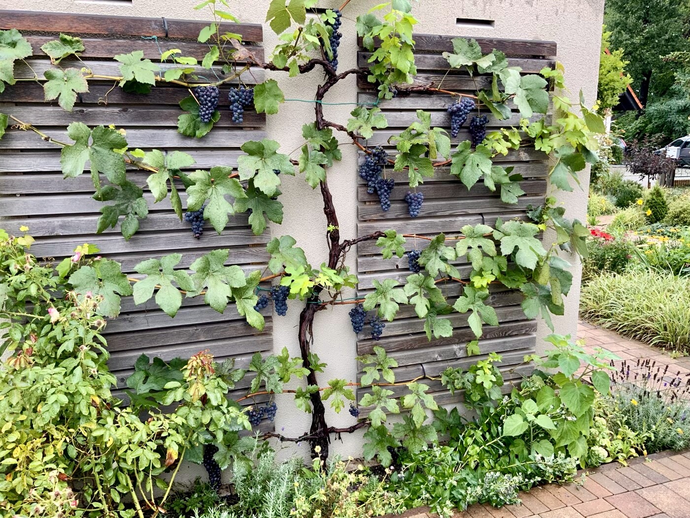 Weinrebe mit dunklen Trauben klettert an eine Holzwand im Garten.