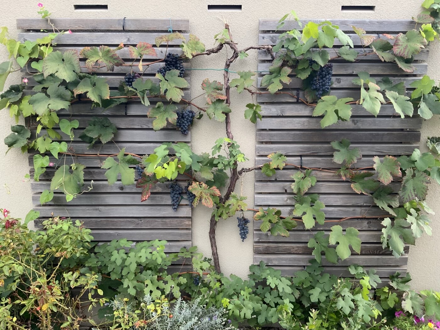 Weinrebe mit dunklen Trauben an zwei grauen Holzlatten vor einer beigen Wand.