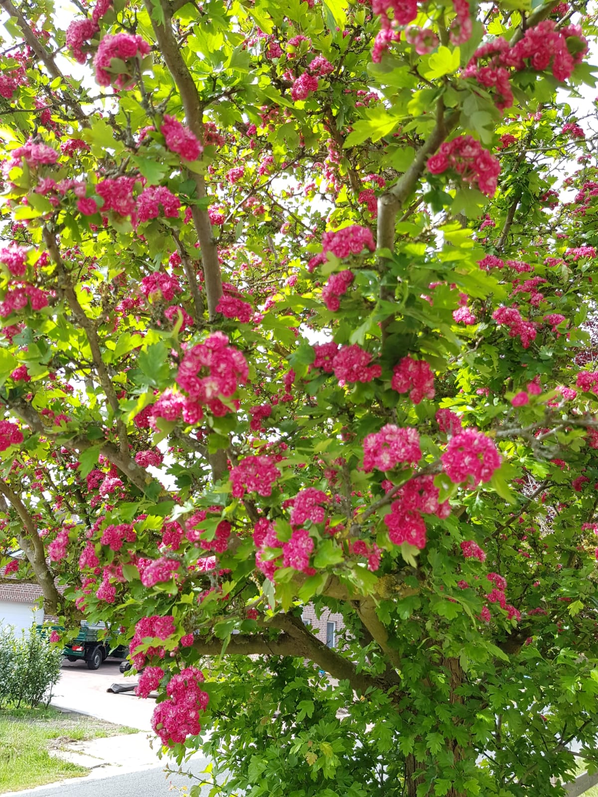 weiss-jemand-was-das-fuer-ein-baum-ist-wie-ich-davon-ableger-kriege-404522-1.jpg
