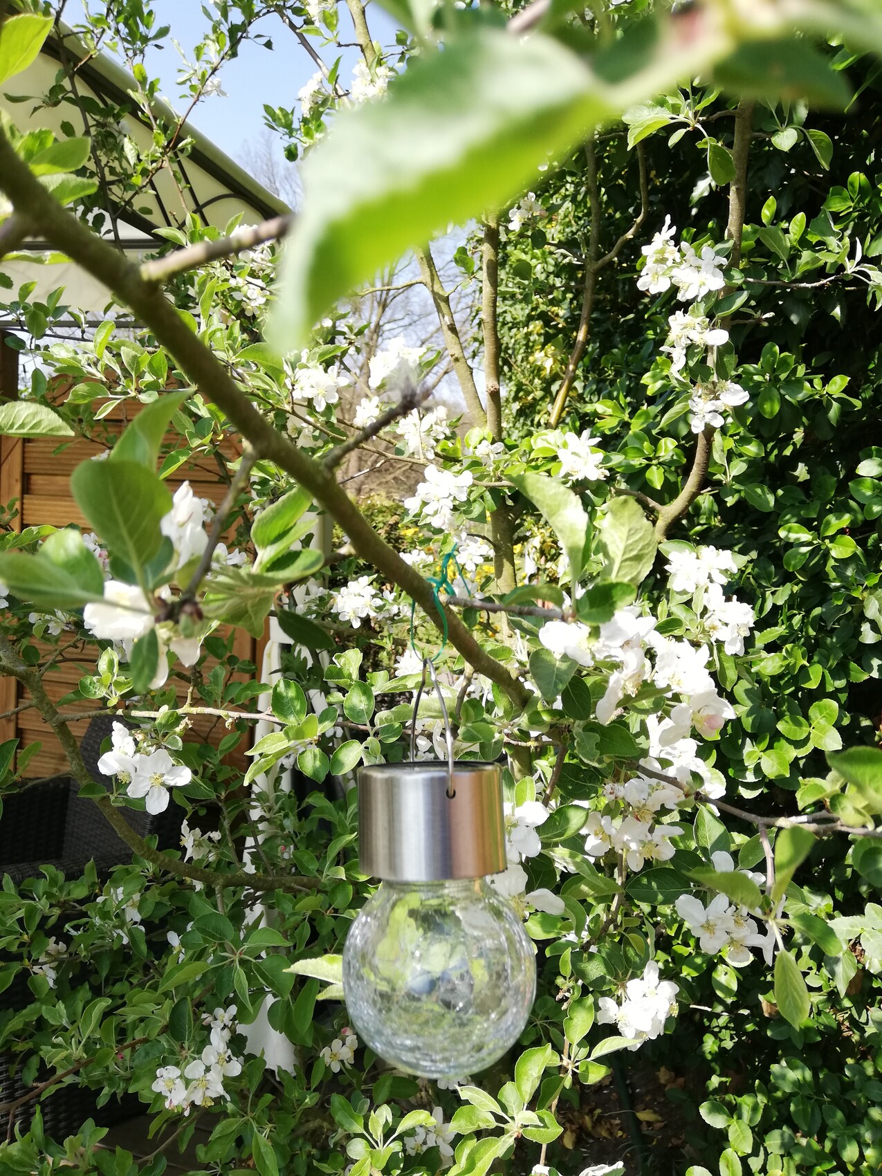 Hängende Glühbirne mit Metallkappe vor weiß blühendem Sträuchchen im Garten.