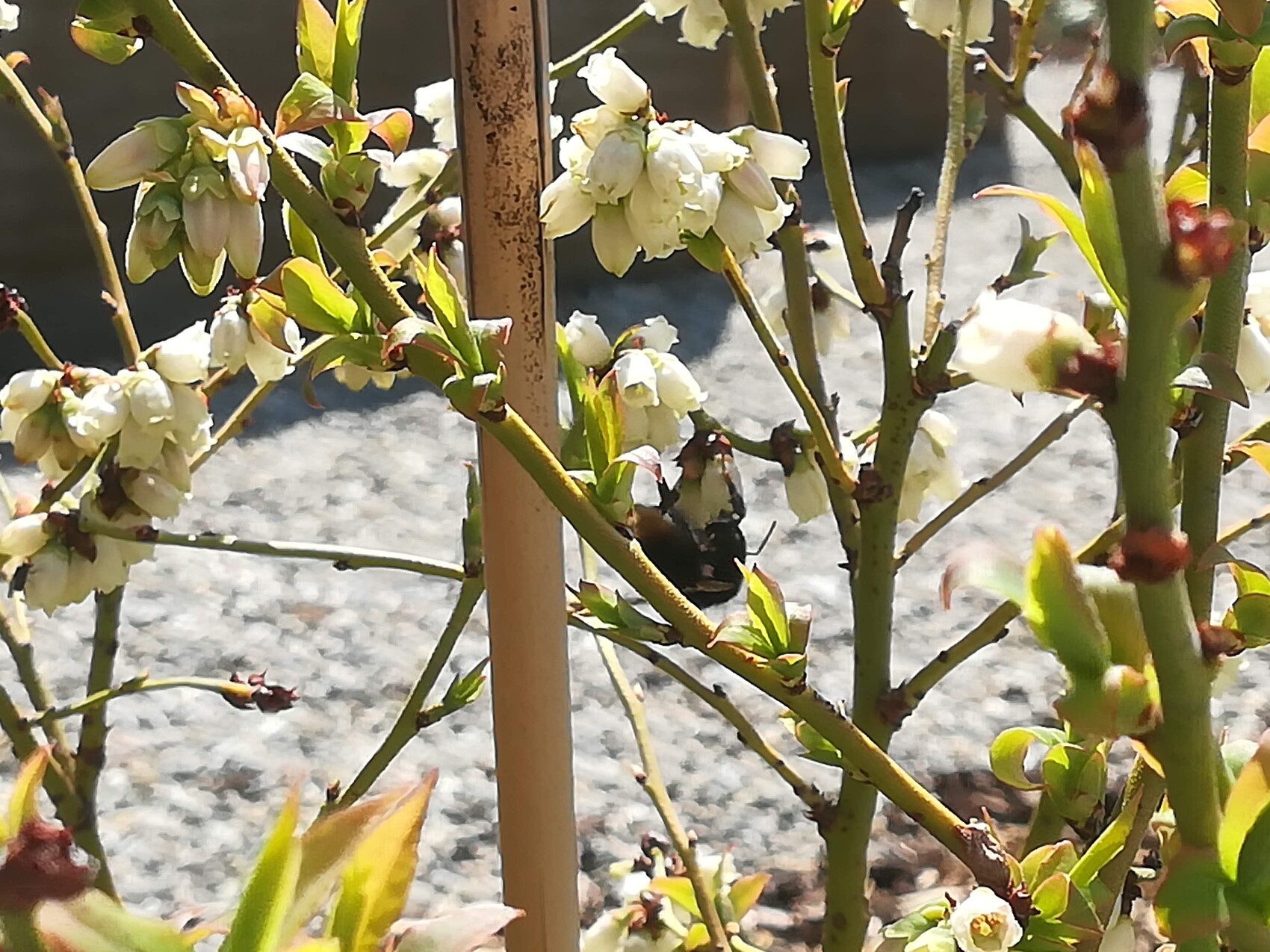 Weiße Blüten an einem Strauch, grüne Zweige, Stütze, Kiesboden im Hintergrund.