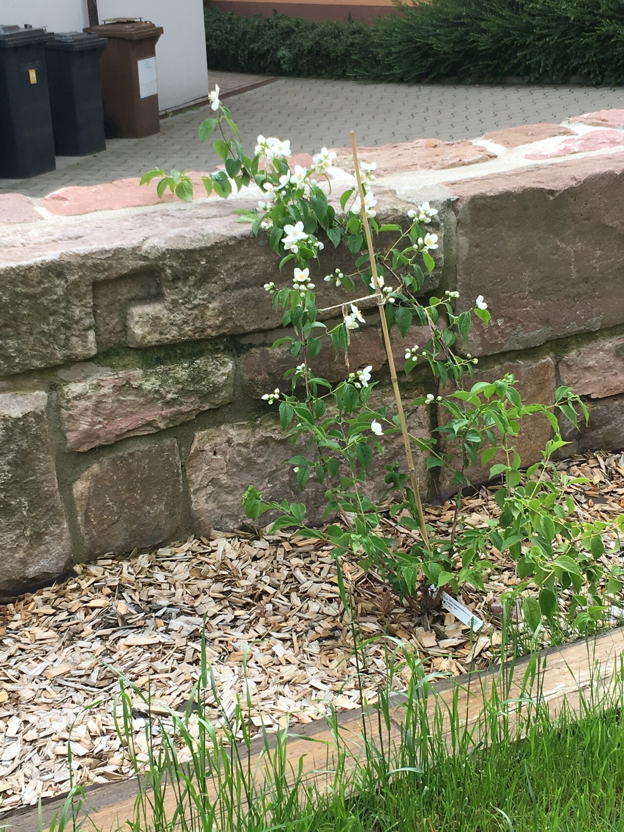 Kleiner Busch mit weißen Blüten an einer Stütze neben einer Steinmauer im Garten, Mulchboden.