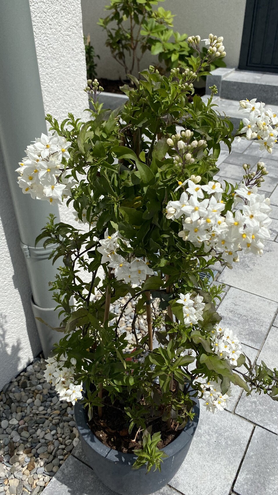 Blühender Topfstrauch mit weißen Blüten, gelbe Staubgefäße, grüne Blätter.