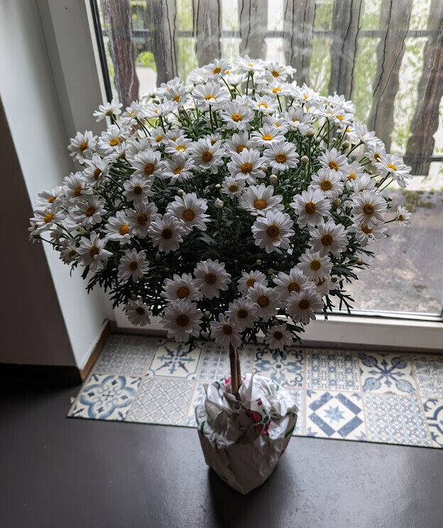 Kugelförmiger Blütenball aus weißen Gänseblümchen im Topf am Fenster.