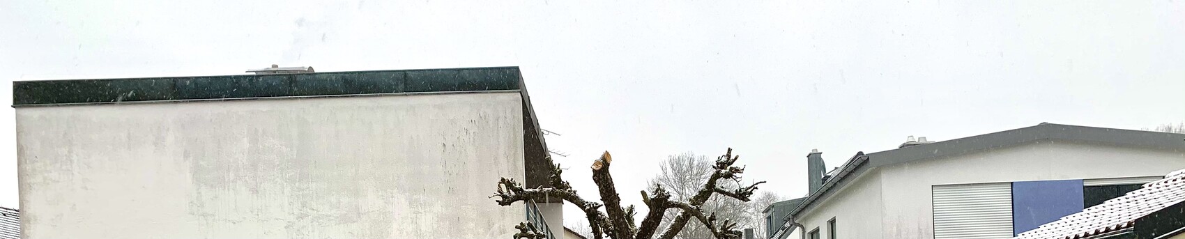Zwei moderne Häuser, mittig ein kahler, stark geschnittener Baum; Schnee fällt.