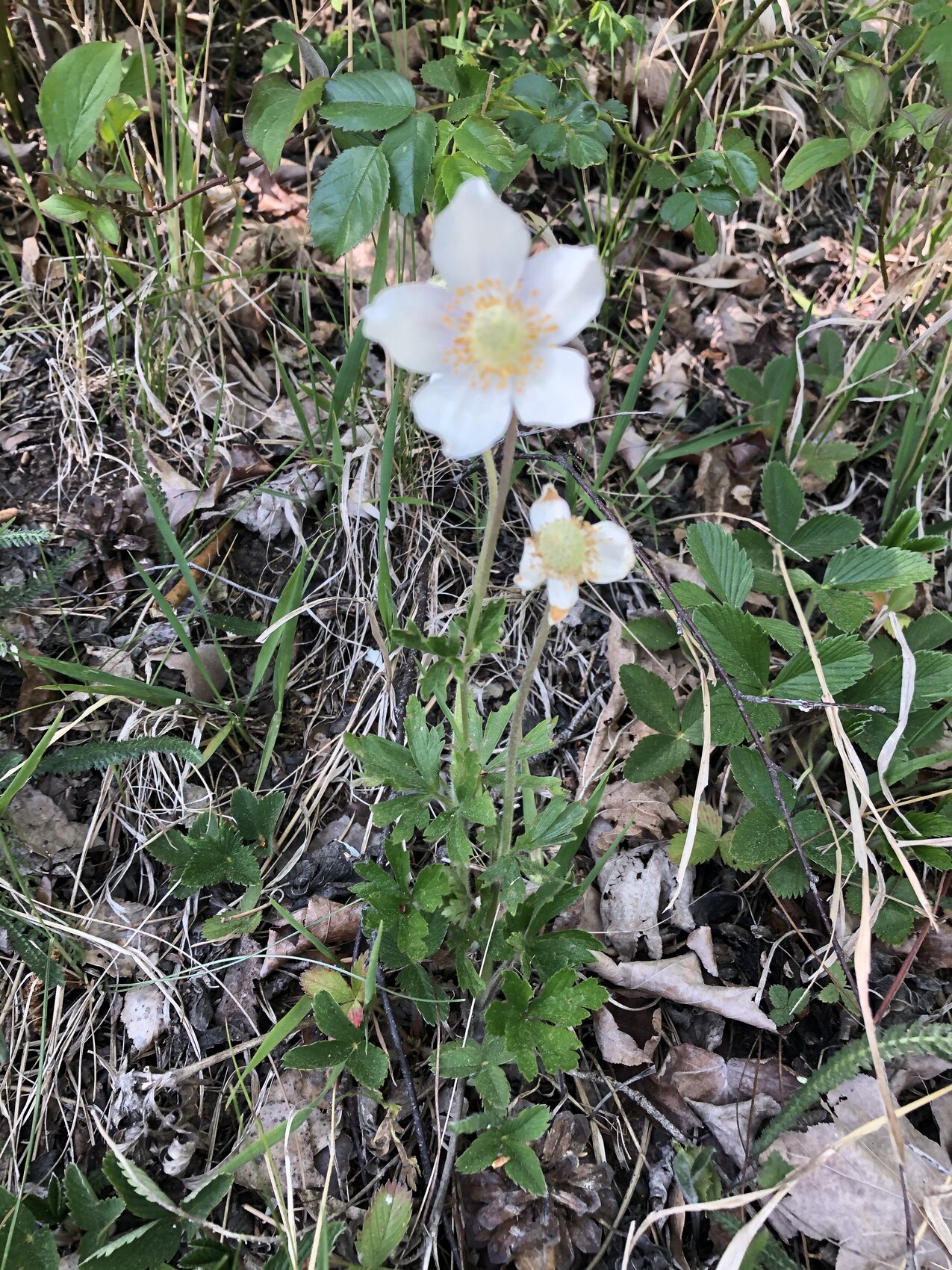 Weiße Papaver-Blume mit gelbem Zentrum im Gras und umliegenden Blättern im Garten