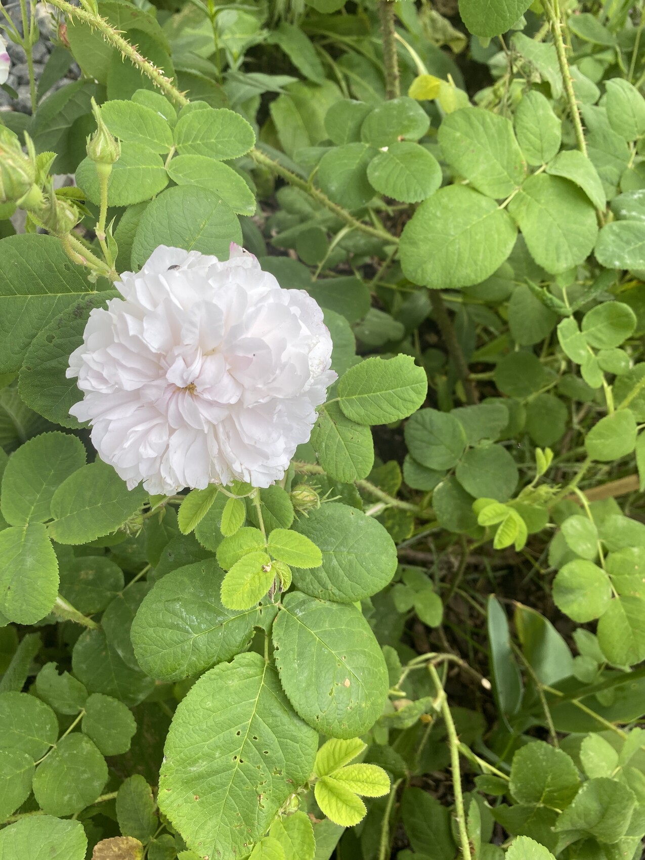 Weiße, dicht gefüllte Rose in Blütenpracht vor grünem Rosenlaub eines Strauchs.