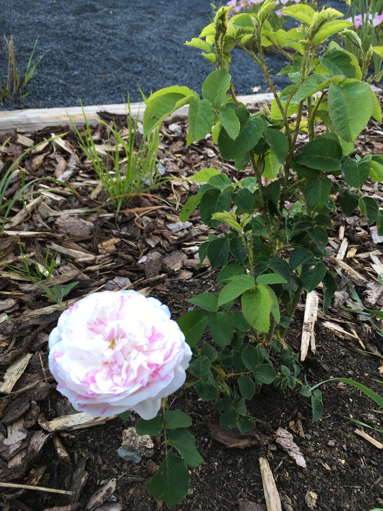 Weiße Rose im Gartenbeet mit Mulch und grünem Laub