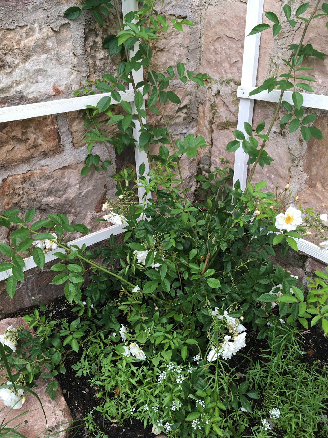 Weiße Rosen blühen an einem weißen Rankgitter vor einer Steinmauer im Garten.