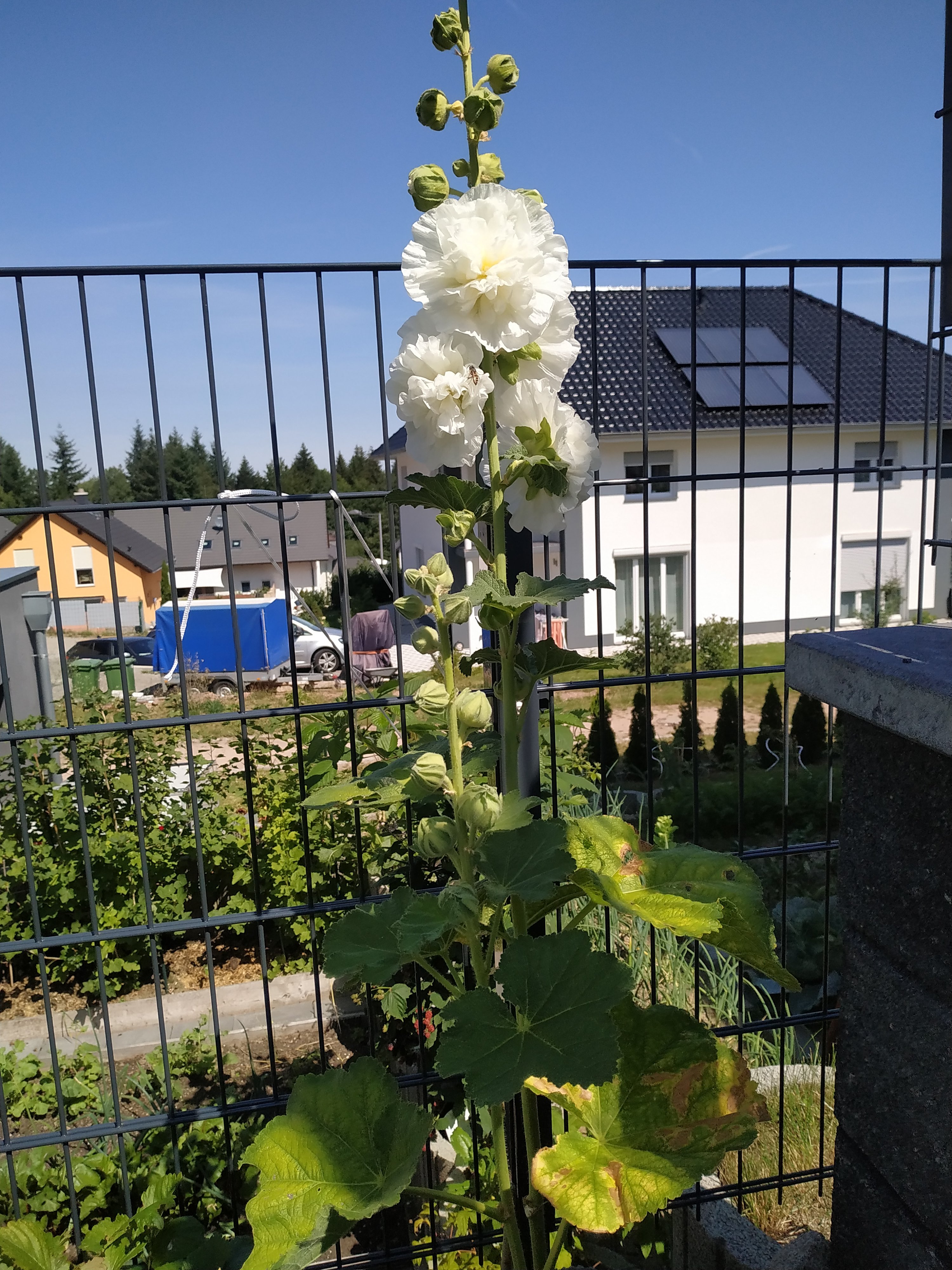 weisse-stockrose-garten-zaun-wohnhaus.jpg