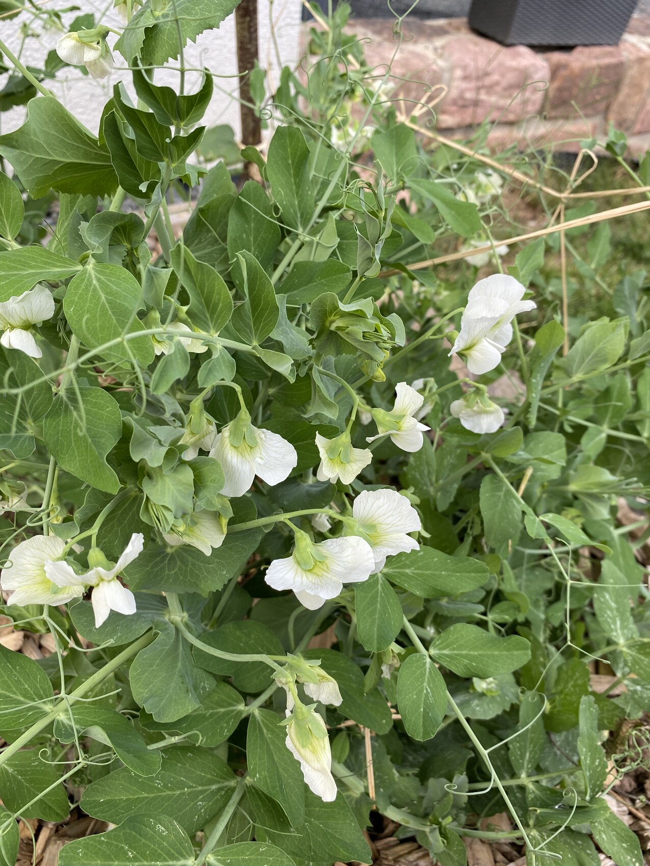 Kletternde Pflanze mit weißen Erbsenblüten und grünem Laub.