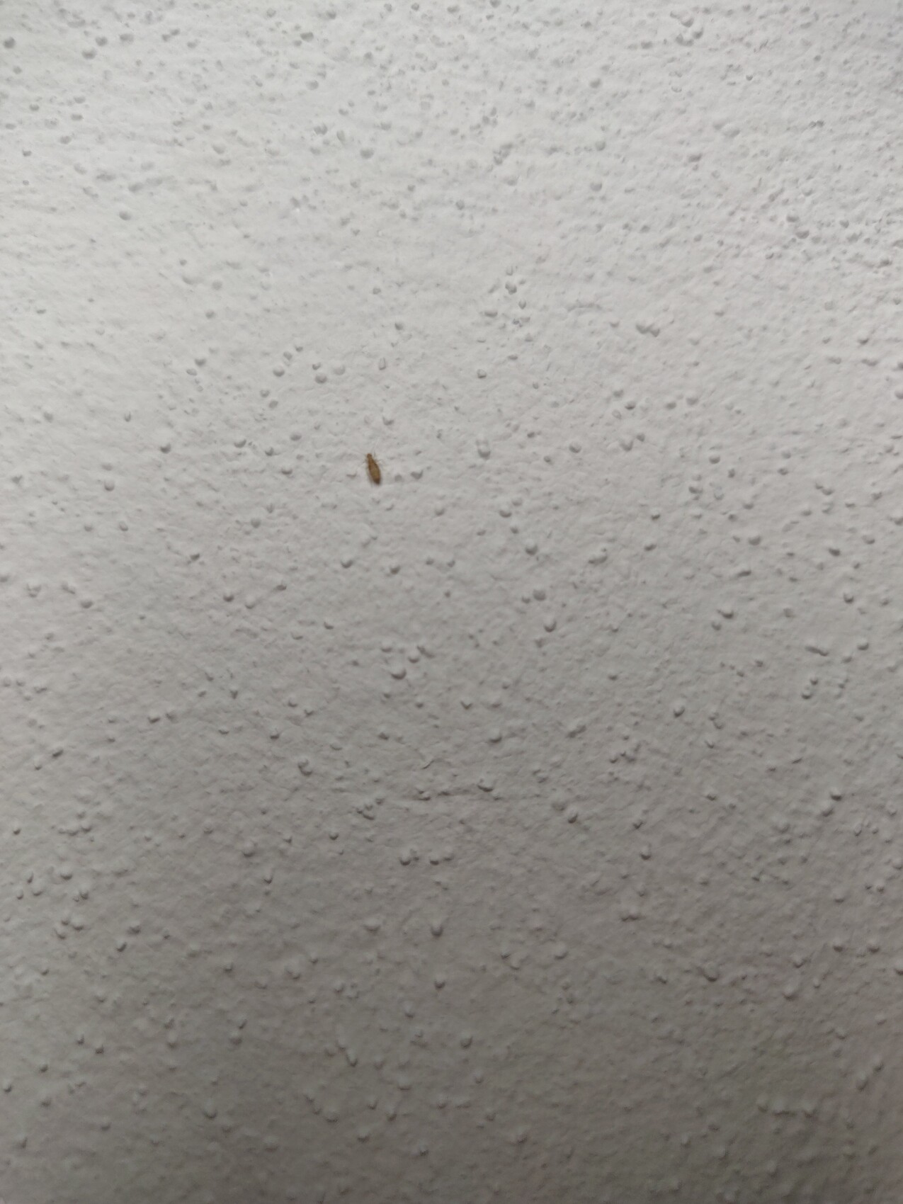 Kleiner brauner Fleck an einer grob texturierten weißen Wand.