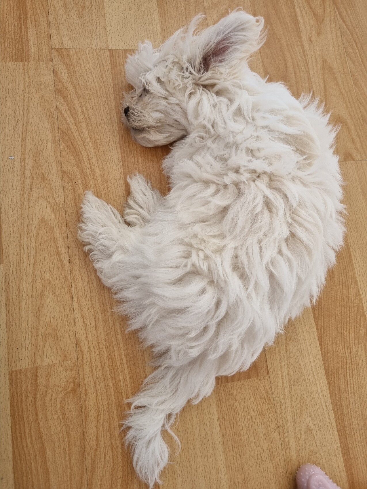 Weißer, flauschiger Hund liegt entspannt auf hellem Holzboden.