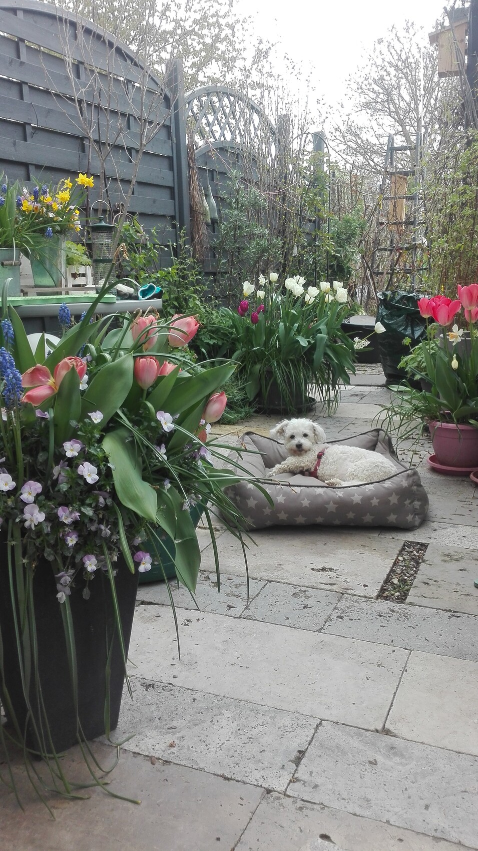Weißer Hund ruht in grauem Sternenbett auf Terrassenpflanzen mit Tulpen.
