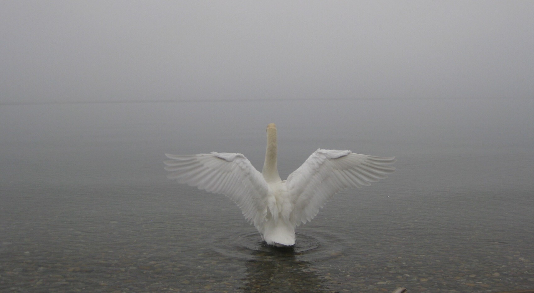 Schwan von hinten mit weit geöffneten Flügeln im seichten Wasser, Nebel im Hintergrund.