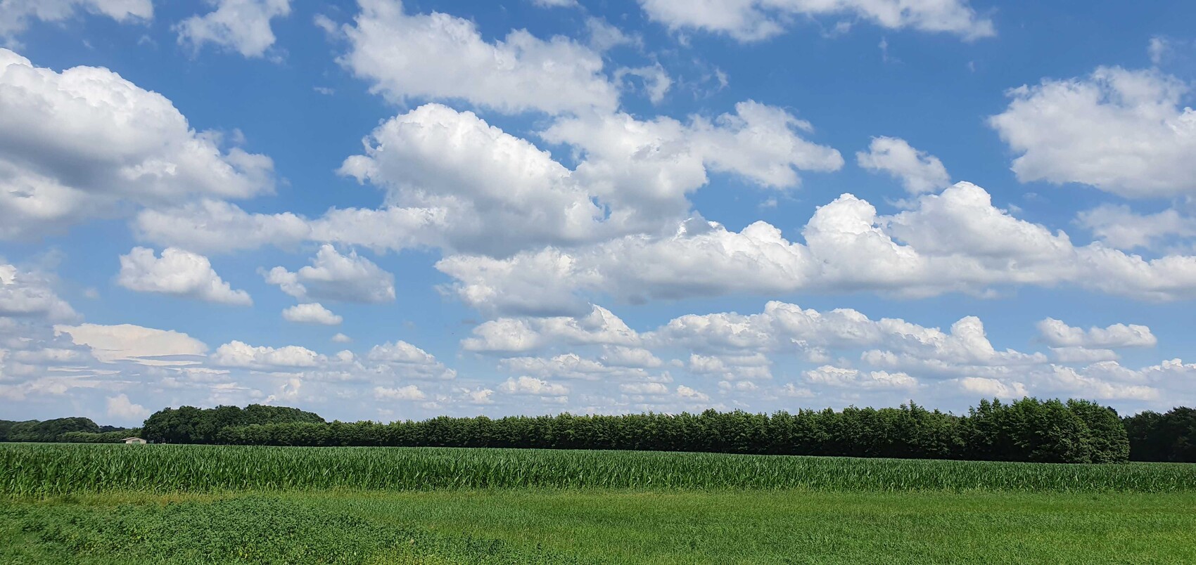 Weites Feld mit grünem Mais, Baumreihe am Horizont, blauer Himmel mit Wolken.