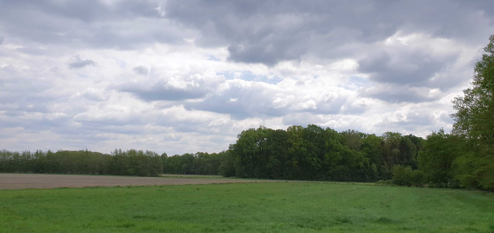 Grünes Feld mit Baumreihe am Rand und Wolken am Himmel