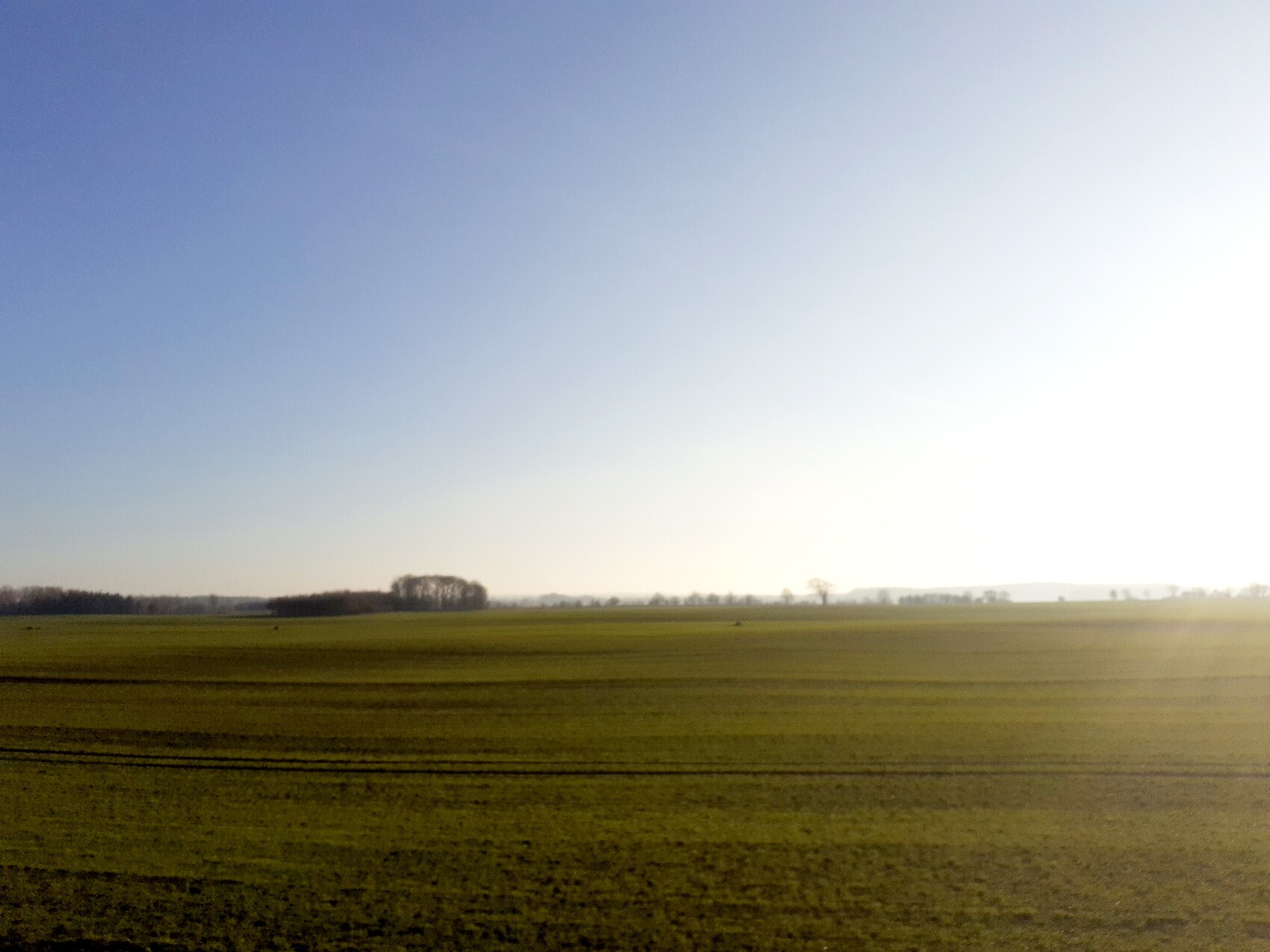 Weite, flache Feldlandschaft mit Baumgruppe am Horizont, blauer Himmel und Sonne rechts.