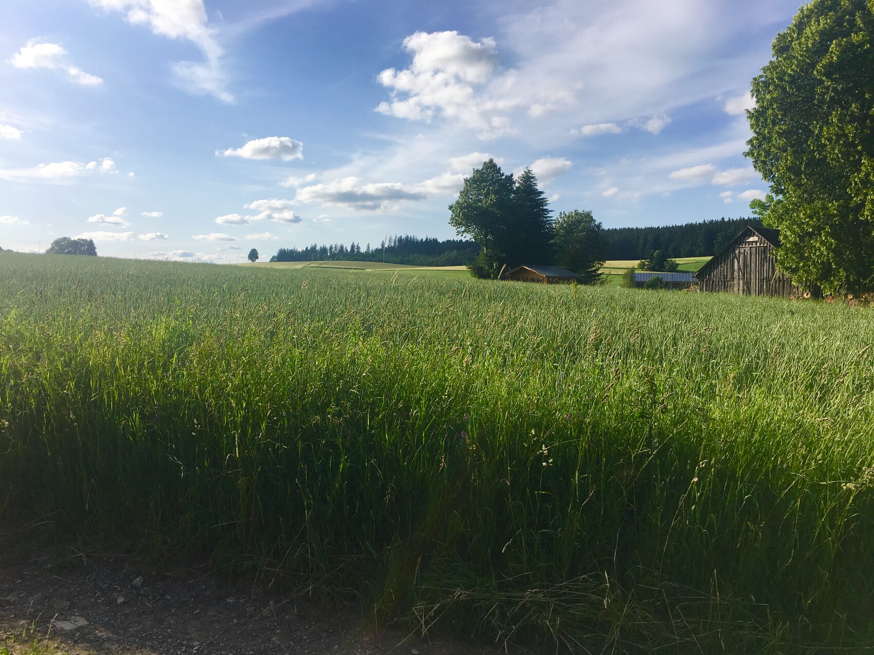 Weites Grasfeld mit Scheune, Bäumen und blauem Himmel.