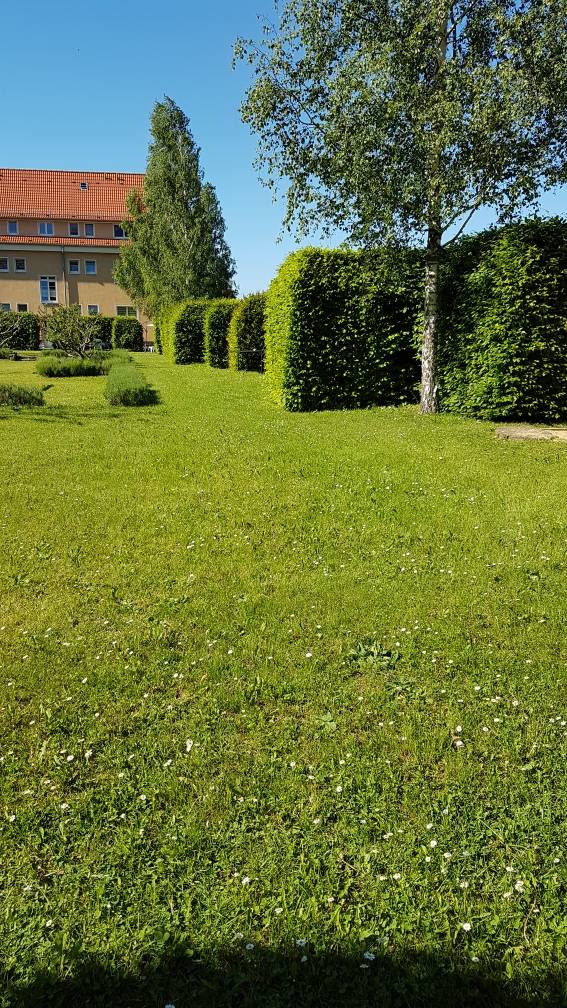 welche-hecke-eignet-dich-als-sichtschutz-208136-1.jpg