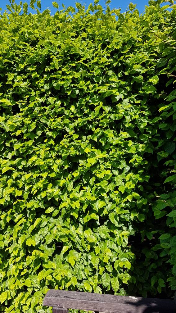 welche-hecke-eignet-dich-als-sichtschutz-208136-2.jpg
