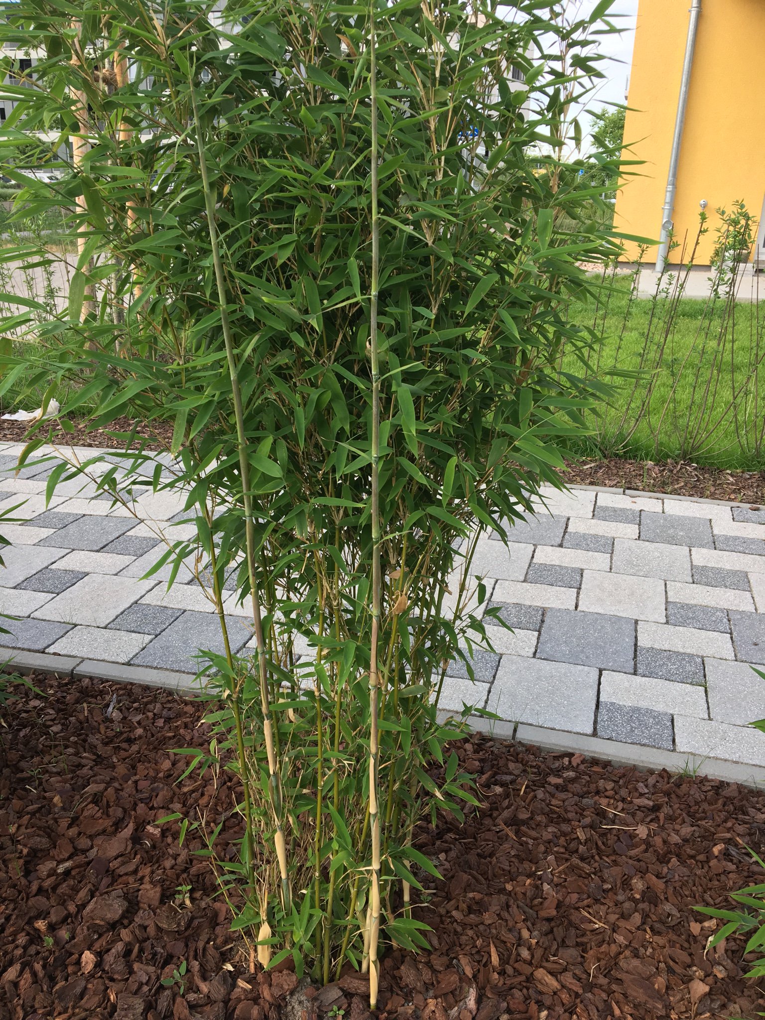 welche-hecke-eignet-dich-als-sichtschutz-208137-1.jpg