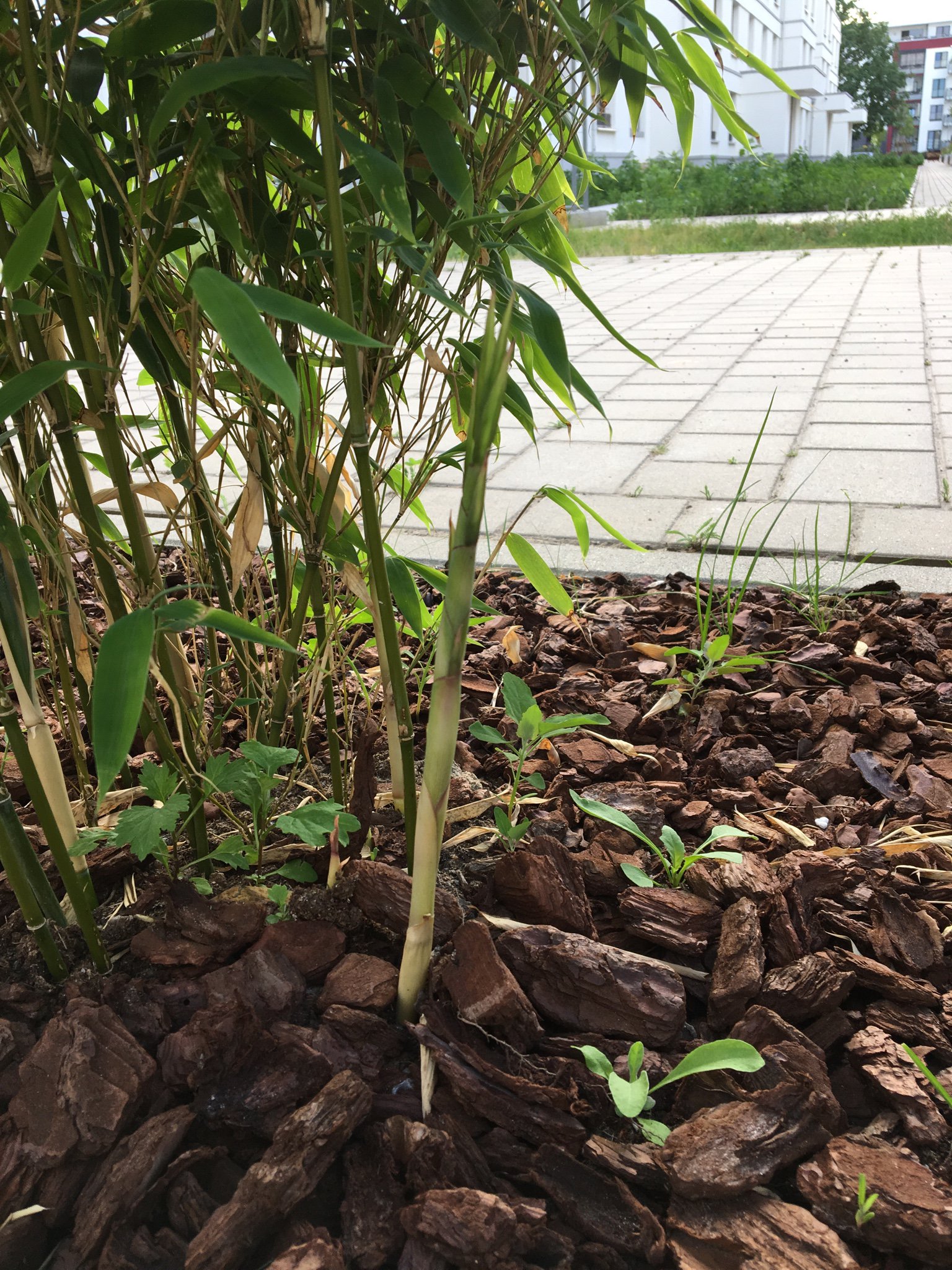 welche-hecke-eignet-dich-als-sichtschutz-208137-2.jpg