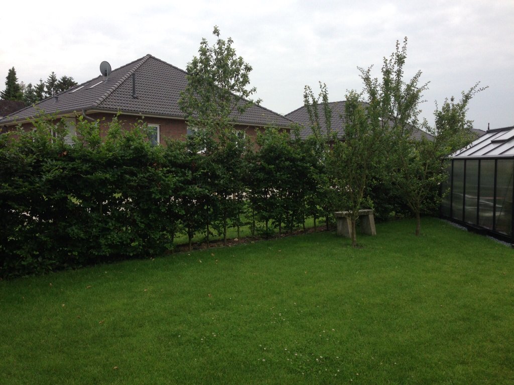welche-hecke-eignet-dich-als-sichtschutz-208157-1.jpg